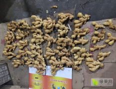 山东安丘市优质生姜，常年供应质优价廉