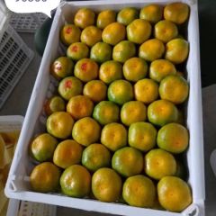 湖南省东江湖蜜橘专业代办