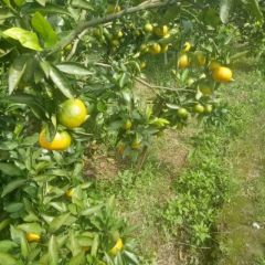 资阳市水果代办快