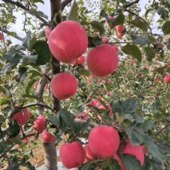 静宁红富士，欢迎您的光临！