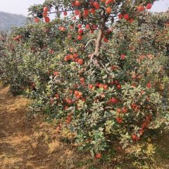 本人有苹果两万斤,口感甘甜可口,价格合理有意联系15131565