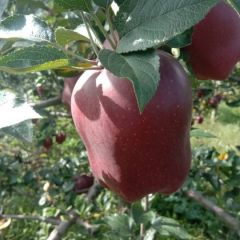 甘肃省礼县花牛苹果 欢迎客商前来采购