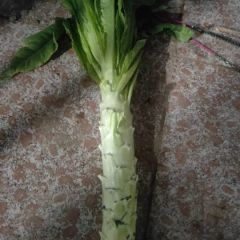 精品莴苣,大量上市