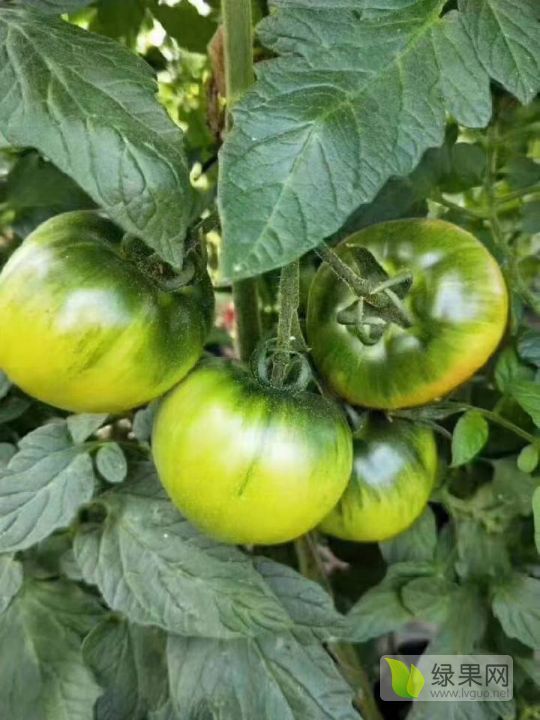 供应批发零售娄敬庵杠六九口感型西红柿