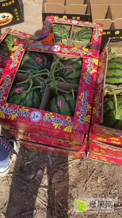麒麟西瓜价格