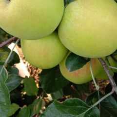 欢迎各位大佬前来订购