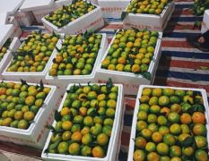 高原蜜橘大量供应