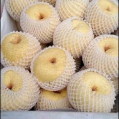 砀山梨大量上市，质量好，价格低，货源充足，含糖量高
