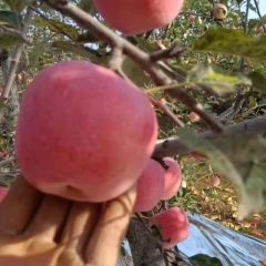 私人种植园苹果直销