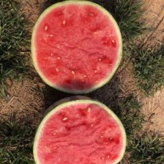 河南夏邑美都西瓜