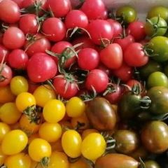 供应各种颜色，明珠，阳光，千禧贝贝，青口蜜，迷彩柿子