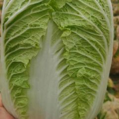 湖北省天门市黄心白菜大量上市，欢迎来购