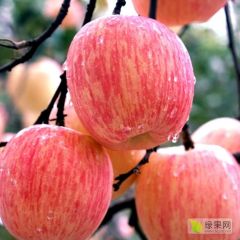 栖霞苹果代购代销