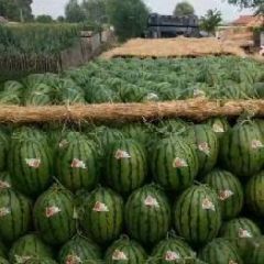 吉林西瓜产地直销：地雷、甜王、金城五