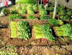 美国西芹，铁梗青芹菜