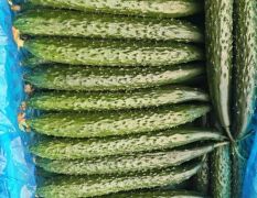 山东沂南黄瓜新鲜上市 质量优秀不要再等了！