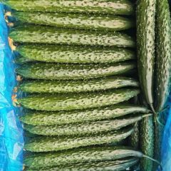 山东沂南黄瓜新鲜上市 质量优秀不要再等了！