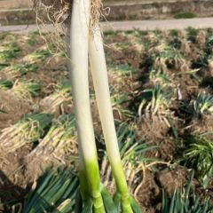 常年供应大葱