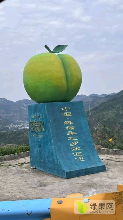 2025年贵州镇宁六马蜂糖李价格
