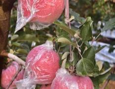 纸袋、纸加膜红富士苹果