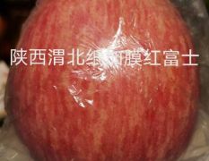 陕西渭北黄土高原的纸袋红富士苹果