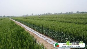 小麦预留行套种无籽西瓜及菜用大豆技术新突破