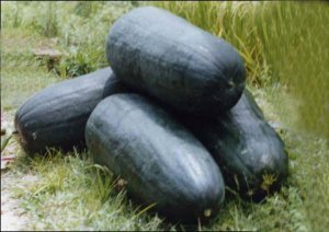 河南通许县大量供应黑皮冬瓜