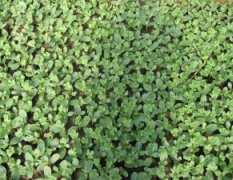 西瓜种植基地供应嫁接苗