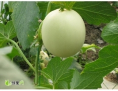 甜瓜档案