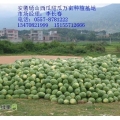 安徽砀山县张暗楼西瓜甜瓜市场