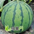 山东西瓜蔬菜