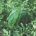 河南金明杏花营市场花皮无籽：贺记文