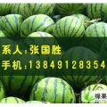 河南开封杏花营西瓜代收购