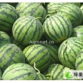 吉林省洮南市黑水镇地雷 大绿 花瓜 无籽 大量供应！