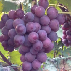 大量供应库存巨峰葡萄