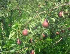 河南三门峡供多品种红黄大头梨