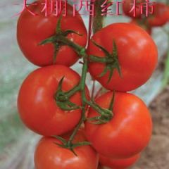 大量供应西红柿。
