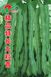 供应九粒青—菜豆种子