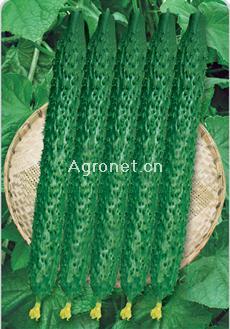 供应 盛绿一号-黄瓜种子