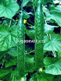 供应盛绿二号-黄瓜种子