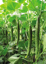  盛绿三号-黄瓜种子