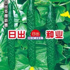 供应黄瓜种子--日出冬棚新春