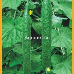 盛冬二号-黄瓜种子
