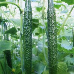  盛冬三号-黄瓜种子
