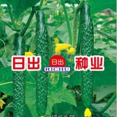  黄瓜种子--日出阳春