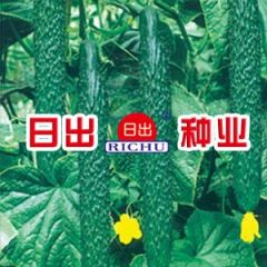 黄瓜种子--日出丽春