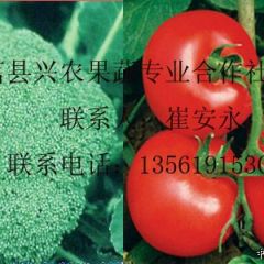 供应大量西红柿，西兰花