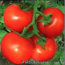 供应优质西红柿
