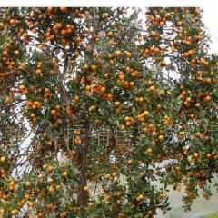 广西阳朔:金橘苗、沙田柚苗、柑橘树苗、甘蔗苗