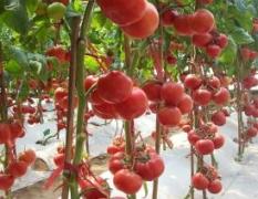 开新种业：番茄种子、黄瓜种子、豇豆种子